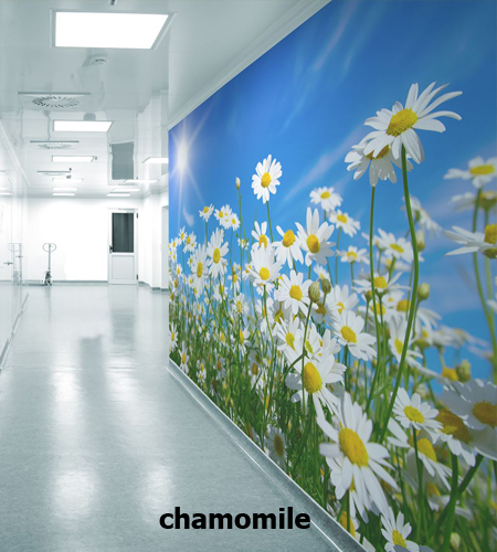 chamomile1